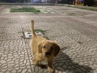 Annesi American Cocker