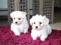 Ev Doğumu Maltese Yavrularımız