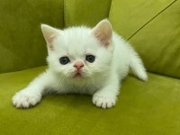 Scottish straight 29 nisan doğumlu erkek