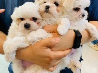 Maltese Köpeği Yavruları