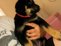 Safkan dişi rottweiler yavru köpekler