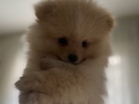 Şirin pomeranian yavrumuz yeni sahibini arıyor