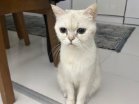 2 yaşında dişi tüm aşıları yapılmış kızana gelmek üzere british