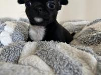 Elma Kafa Küt Burun Chihuahua Bebekler