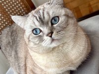 Mars'a Yuva Arıyoruz - Ücretsiz Scottish Straight