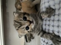 British Yavru Kediler