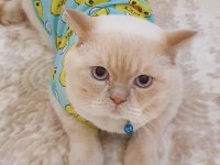 Ücretsiz Sahiplendirme Kedimiz