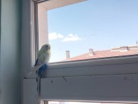 Eşi Vefat Etmiş Erkek Muhabbet Kuşu