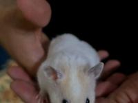 Beyaz Suriye Hamster