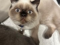 6 Aylık Kedimizi Sahiplendirmek İstiyoruz