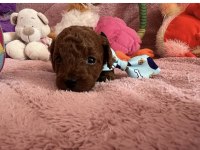 Dark Brown Poodle Çocuklarım