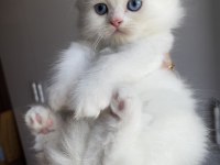 Safkan Beyaz British Longhair Erkek