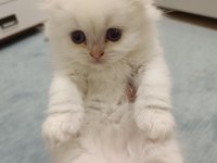 Scottish fold ve scottish straight yavrularım