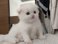 Böylesini kediyi zor bulursun