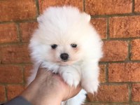 Ayı Surat Pomeranian Yavruları