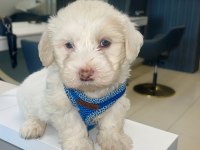 Maltese 2 Buçuk Aylık Erkek