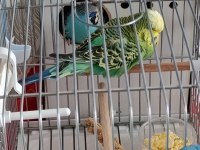 Jumbo Vasıflı Muhabbet Kuşu Takım Yavrulu