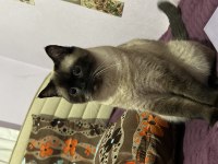 2 Yaşındaki Kedimiz Kaymağı Takip Şartıyla Ücretsiz Sahiplendiriyoruz