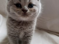 British Shorthair Scottish Fold Yavrular Sahiplendirme