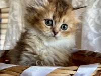 Golden ve silver british longhair bebekler