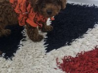 Ev Ortamında Orjinal Toy Poodle