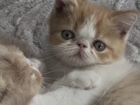Exotic shorthair bebekler yuvalarını bekliyor