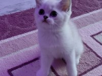 Şampiyon Atalardan Yavru Kediler