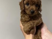 Safkan Toy Poodle Yavrularımız
