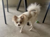 6 aylık pomeranian yavrumuz tüm eşyalarıyla verilecektir
