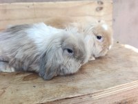 3 Aylık Hollanda Teddy Lop Takım Tavşanlar