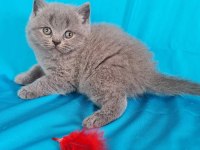 Scottish Yavrular Sahibinden