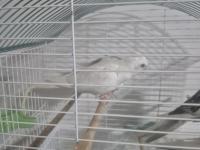 Albino Sultan Papağanı