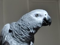 Jako papağanı 8 aylık