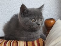 Uygun 2 Aylık Yavru Kedimiz