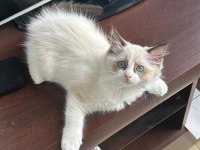 10 Aylık Erkek Bicolor Ragdoll