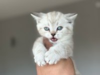 Yavrumuz Yeni Yuvasını Arıyor Ayı Surat British Yavrular