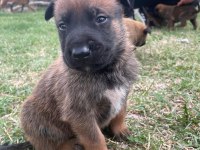 1 Aylık Belçika Malinois Yavru