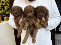 Irk ve sağlık garantili kore red toy poodle bebekler