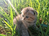 Scotish fold yavru kedimiz