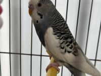 Yavru muhabbet kuşumuz