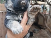 Alman Kurdu Yavrularımız