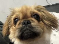 5 Aylık Dişi Pekingesse