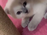 Scottish Fold 2,5 Aylık Dişi