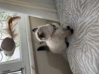 Ayı Surat British Shorthair Bebekler