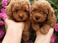 Toy Poodle Sevimli Köpekler