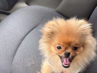 4 Aylık Aşıları Tam Pomeranian