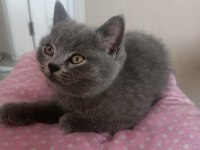 British Shorthair Yavrular Yeni Yuvalarını Arıyorlar