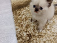 Sevimli British Shorthair Bebişler