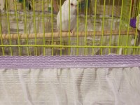 Dişi Albino Forpus Papağanı