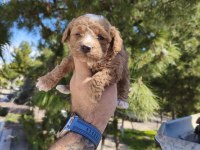 Sevimli Poodle Yavruları Yeni Yuvaya Gitmeye Hazır